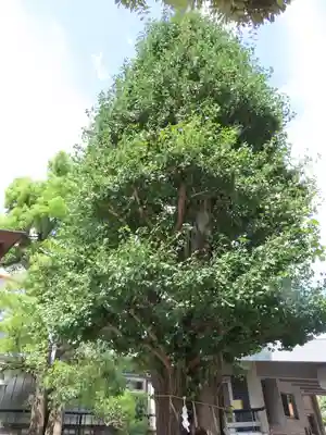 大鳥神社(東京都)