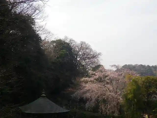 安國論寺(安国論寺)の自然