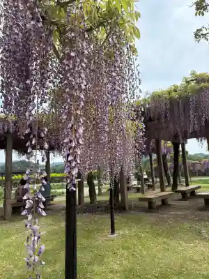 賀茂神社の{uncategorized: "未分類", other: "その他", undefined: "問題あり", building: "その他建物", grave: "お墓", sacred_gate: "鳥居", guardian: "狛犬", statue: "像", buddha: "仏像", history: "歴史", nature: "自然", garden: "庭園", animal: "動物", pagoda: "塔", temizu: "手水舎", mountain_gate: "山門・神門", sanctuary: "本殿・本堂", subordinate: "末社・摂社", art: "芸術", scenery: "景色", jizo: "地蔵", ema: "絵馬", goshuin: "御朱印", omikuji: "おみくじ", items: "授与品その他", amulet: "お守り", goshuincho: "御朱印帳", eats: "食事", festival: "お祭り", votive_dance: "神楽", shichigosan: "七五三参", wedding: "結婚式", experience: "体験その他", initially: "初詣", around: "周辺", anti_infection: "感染症対策"}