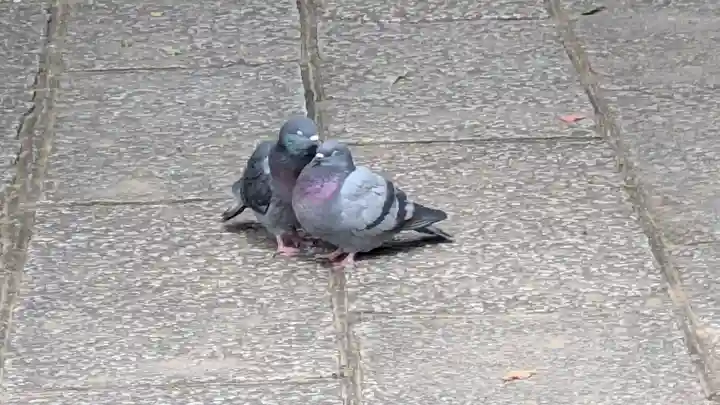 御香宮神社(京都府)
