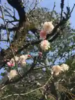 三室戸寺の自然