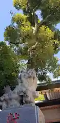 上平井天祖神社の狛犬