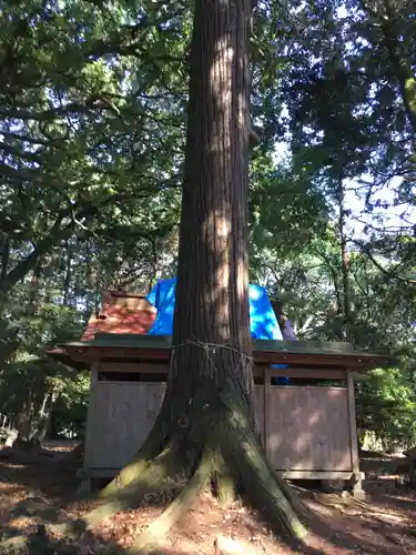 香取神社の自然