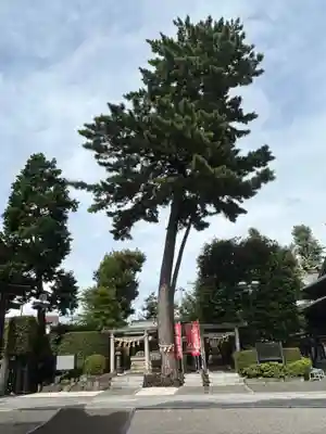 中野沼袋氷川神社(東京都)