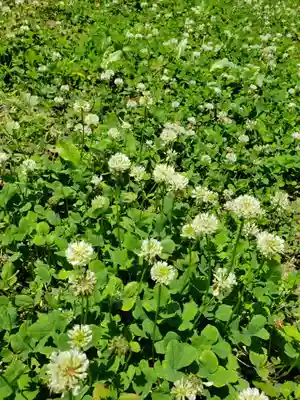 小勢護国神社の自然