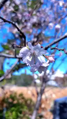寛永寺不忍池弁天堂の自然