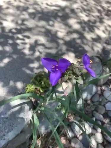 曼陀羅寺の自然