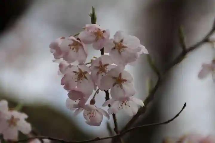 神炊館神社 ⁂奥州須賀川総鎮守⁂の庭園