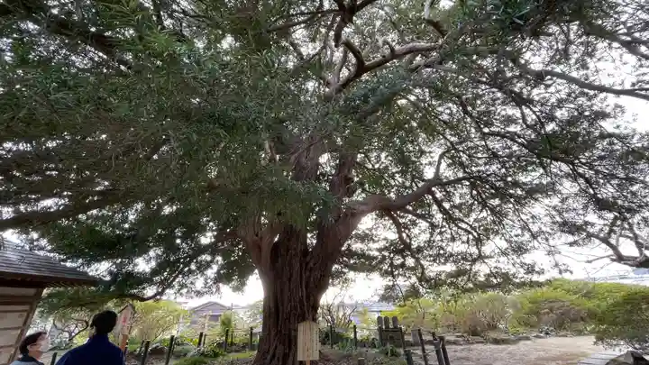 安養院 (田代寺)(神奈川県)