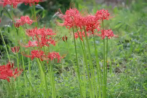 八幡神社（岩窪切岸城址）の自然
