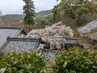 十輪寺(京都府)