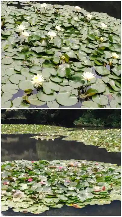 明治神宮(東京都)