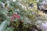 御寺 泉涌寺の自然