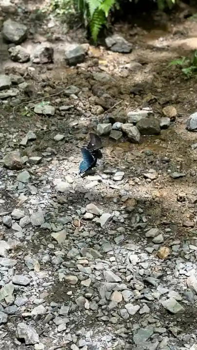 小國神社(静岡県)