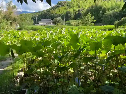 浄瑠璃寺(愛媛県)