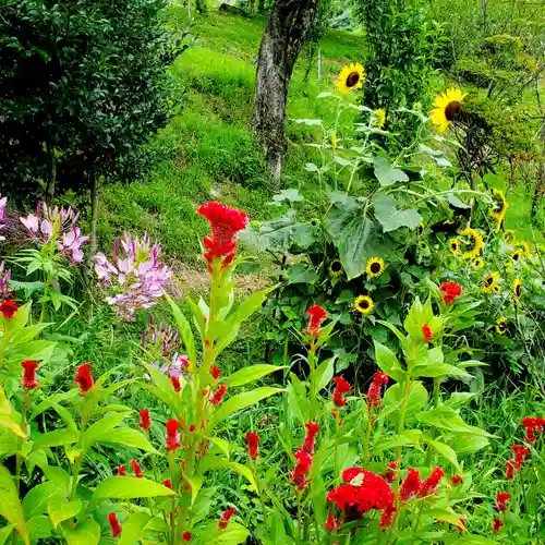 阿久津「田村神社」（郡山市阿久津町）旧社名：伊豆箱根三嶋三社の自然