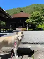 大善寺の動物