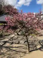 地福寺の自然