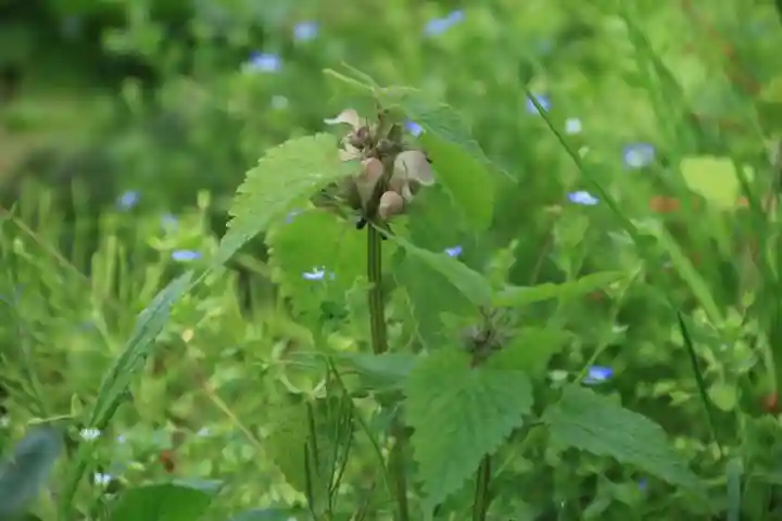 三春大神宮の自然