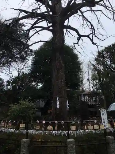 七社神社の自然