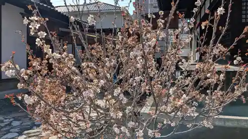 雲祥寺の自然