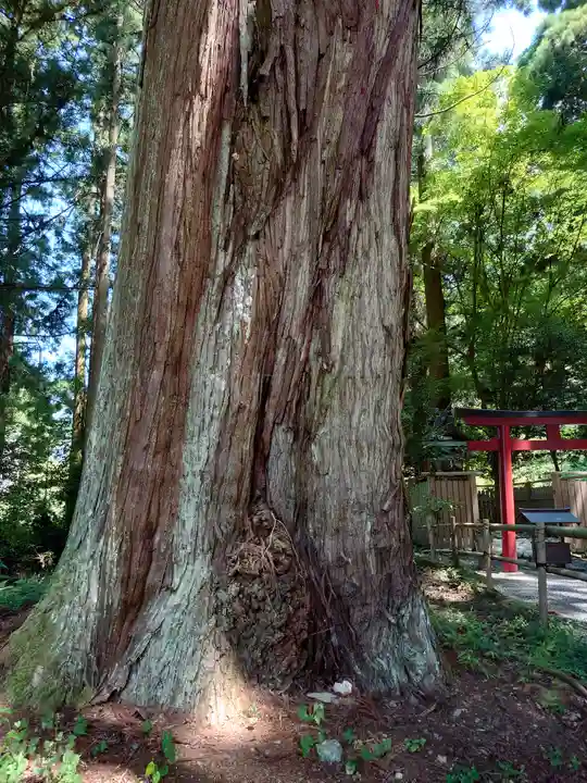 丹生都比売神社の自然