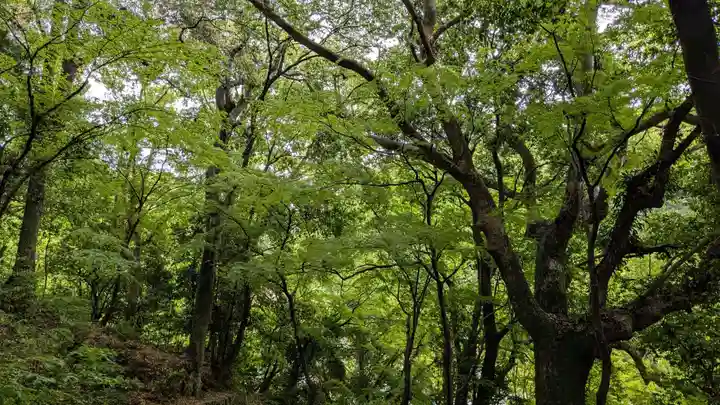 天開稲荷社の自然