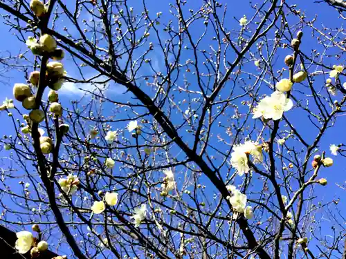 山王厳島神社の自然