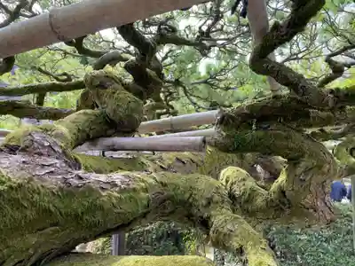 善峯寺(京都府)