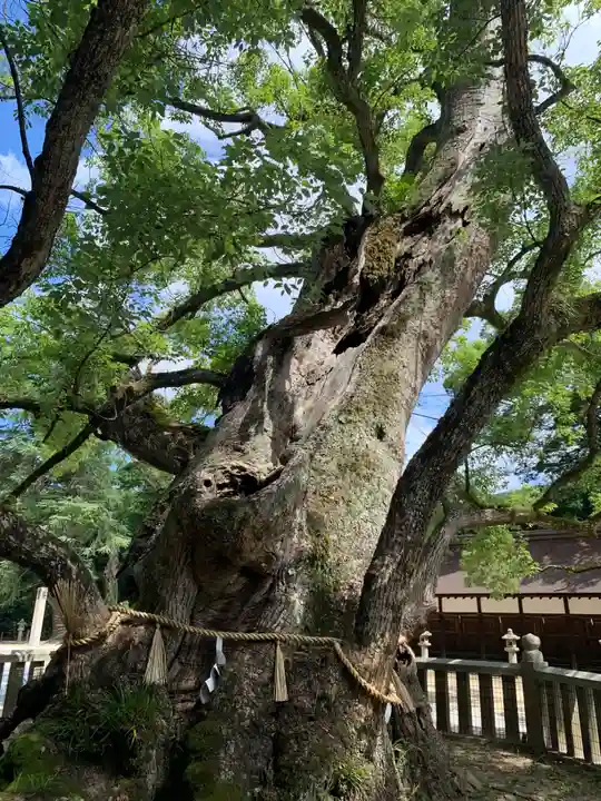 大山祇神社(愛媛県)