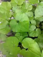 河合神社(鴨川合坐小社宅神社)(京都府)