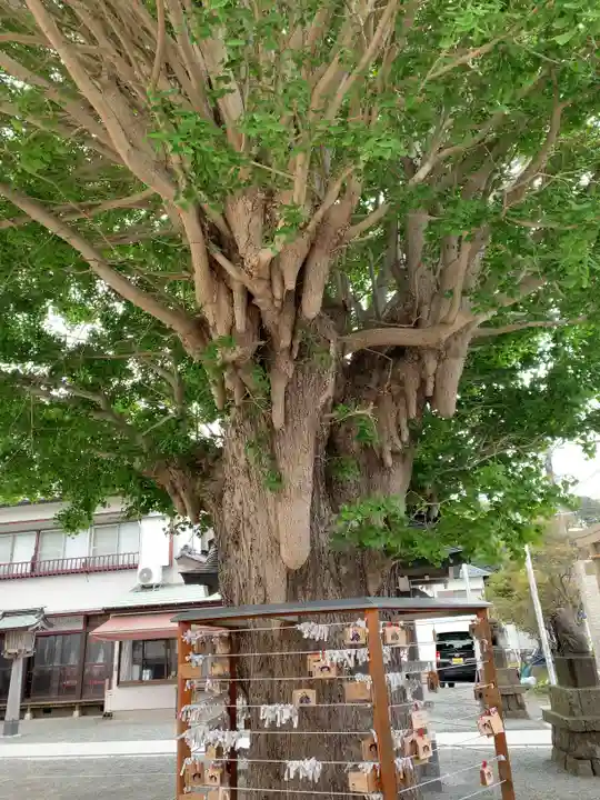 鴨居八幡神社の自然