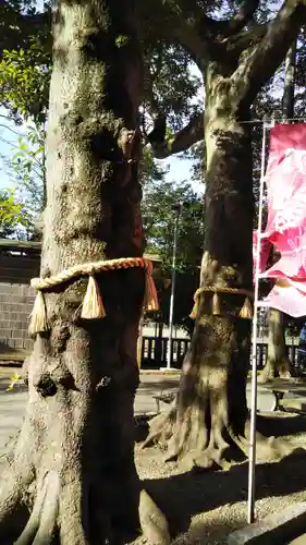 大宮・大原神社の自然