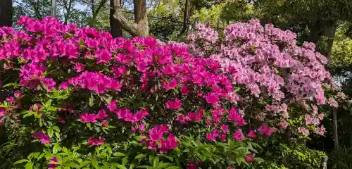 長良八劔社の{uncategorized: "未分類", other: "その他", undefined: "問題あり", building: "その他建物", grave: "お墓", sacred_gate: "鳥居", guardian: "狛犬", statue: "像", buddha: "仏像", history: "歴史", nature: "自然", garden: "庭園", animal: "動物", pagoda: "塔", temizu: "手水舎", mountain_gate: "山門・神門", sanctuary: "本殿・本堂", subordinate: "末社・摂社", art: "芸術", scenery: "景色", jizo: "地蔵", ema: "絵馬", goshuin: "御朱印", omikuji: "おみくじ", items: "授与品その他", amulet: "お守り", goshuincho: "御朱印帳", eats: "食事", festival: "お祭り", votive_dance: "神楽", shichigosan: "七五三参", wedding: "結婚式", experience: "体験その他", initially: "初詣", around: "周辺", anti_infection: "感染症対策"}