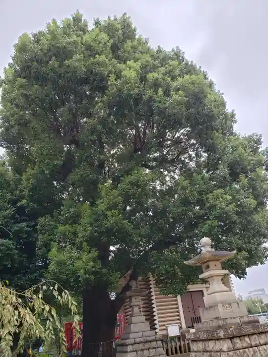 諏訪神社の自然