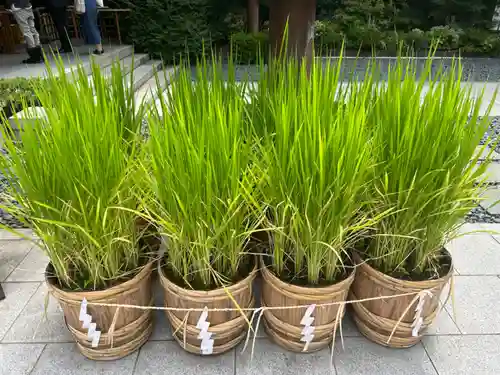 東京大神宮(東京都)