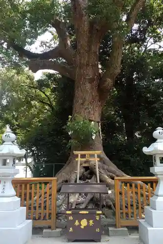 和泉國一之宮　大鳥大社の自然