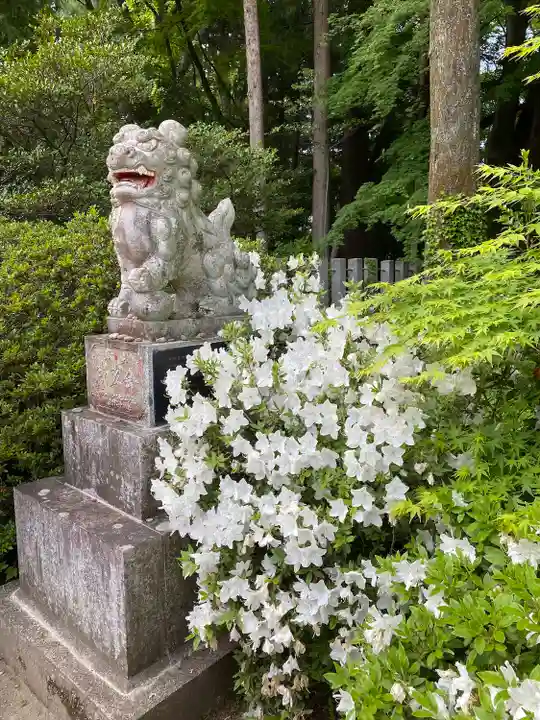 神明社の狛犬