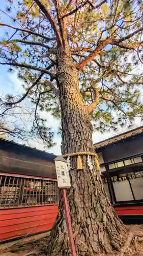 前原御嶽神社の自然