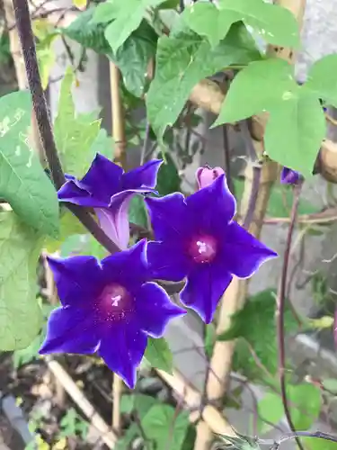 五條天神社の自然
