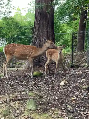 春日大社(奈良県)