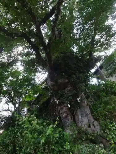 武蔵御嶽神社の自然