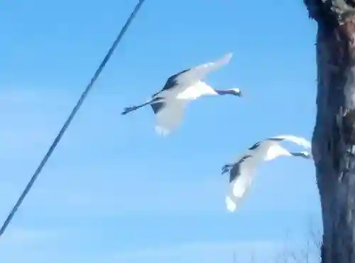 鶴居神社の動物