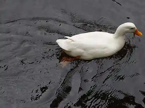 平塚八幡宮の動物