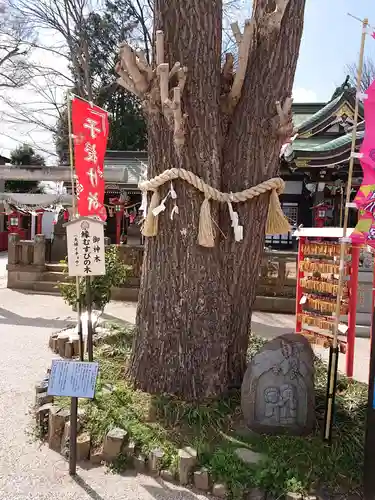 川越八幡宮の自然