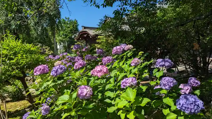 法金剛院(京都府)