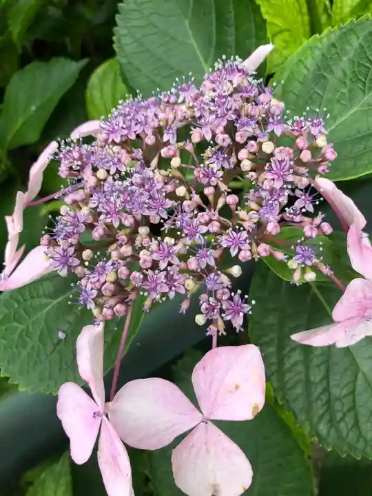 藤森神社の自然