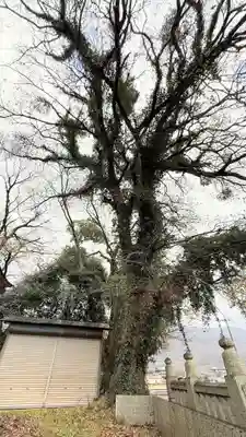 下加茂神社(徳島県)