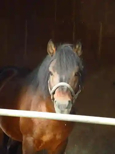 小室浅間神社の動物
