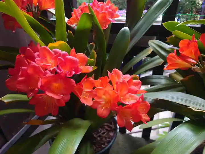 大綱金刀比羅神社(神奈川県)